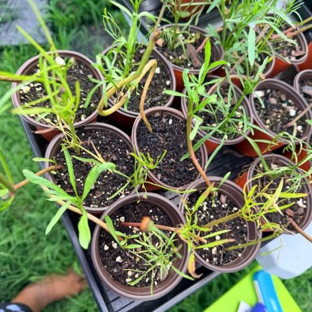 Coreopsis - Picture 4 of 6